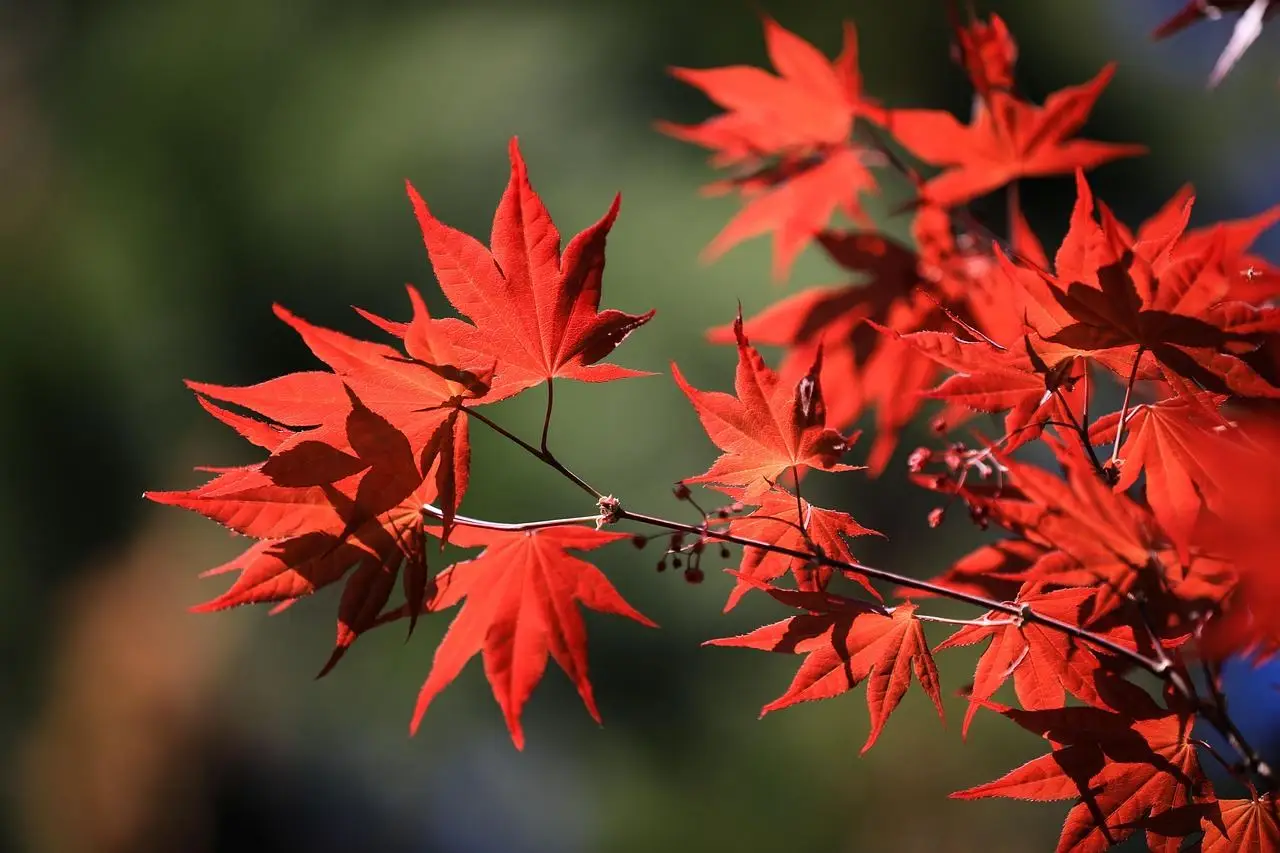 Le piante sempreverdi con foglie rosse: quali sono, perché affascinano e come sceglierle per il tuo giardino