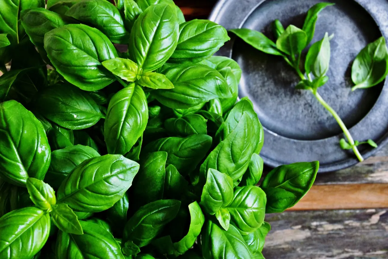 Basilico in casa o in giardino: scopri dove cresce più rigoglioso e perché
