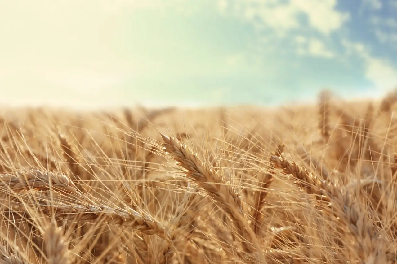 Quali segni osservare per capire se la peronospora sta colpendo il tuo grano: ecco i sintomi