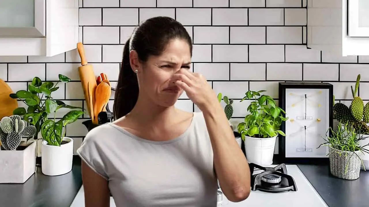 Come eliminare la puzza di cimici dai mobili e dai tessuti della cucina: il metodo che funziona immediatamente