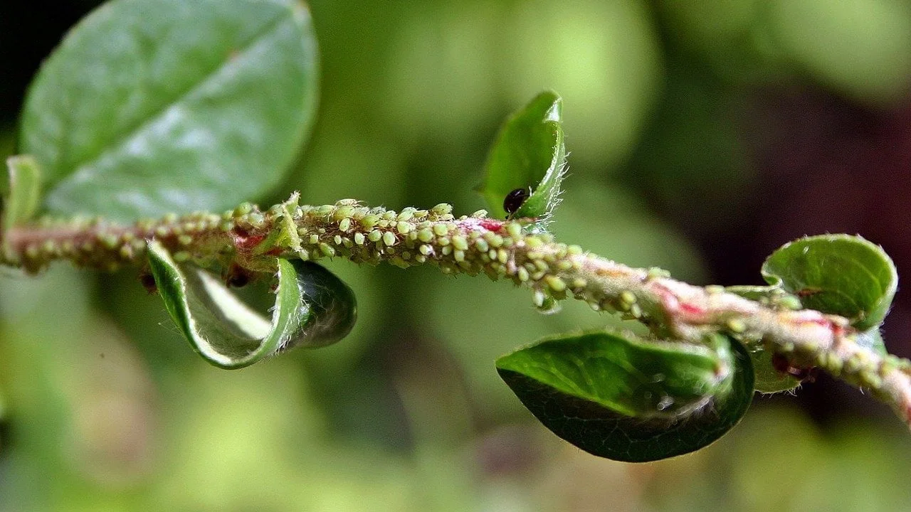 Come eliminare gli afidi: 3 rimedi naturali efficaci contro il nemico del giardino