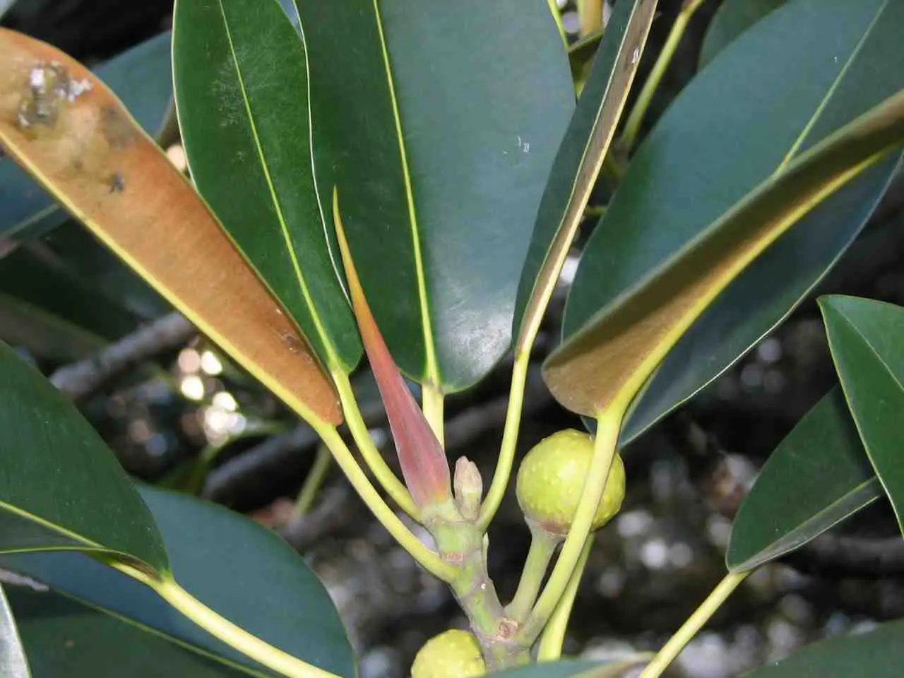 Cosa sono le progimnosperme: la risposta ti farà capire l’evoluzione delle piante