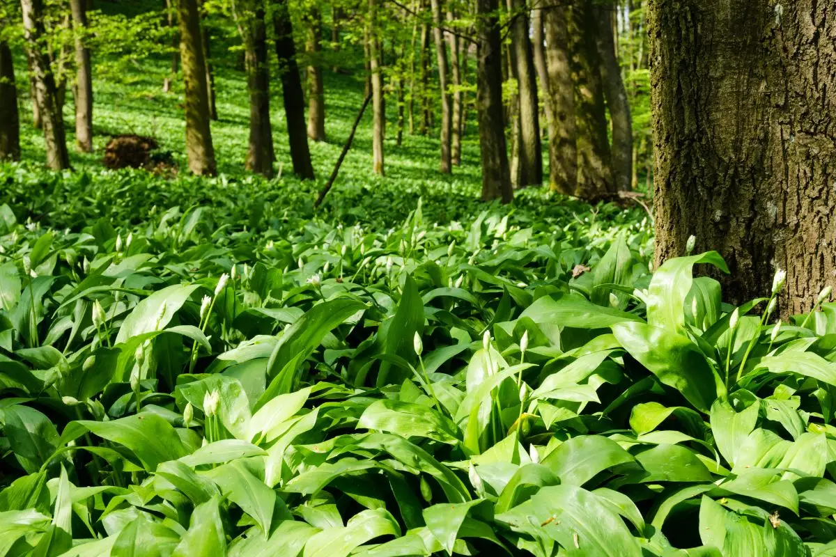 Quante specie endemiche vivono in Italia: ecco le più rare