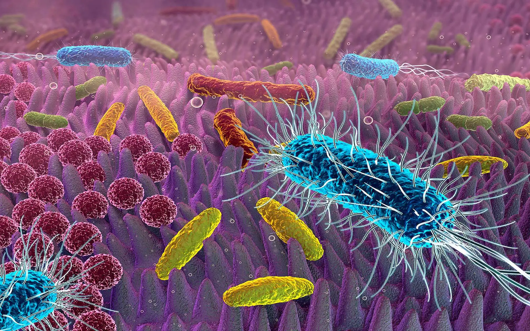 Come eliminare i batteri intestinali usando le bevande: la guida dei nutrizionisti