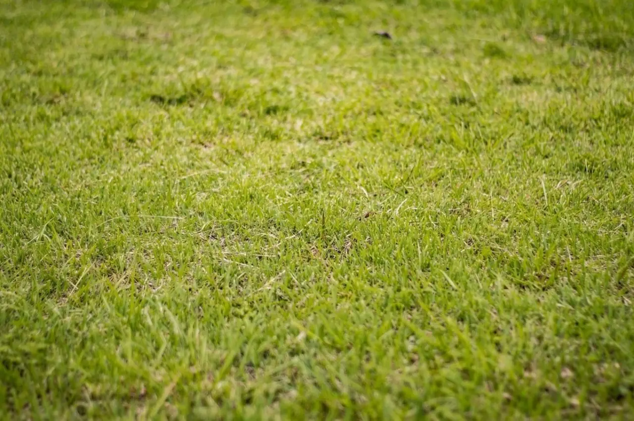 Guida facile per rigenerare il prato dopo l’estate: ecco come arieggiare e riseminare senza errori