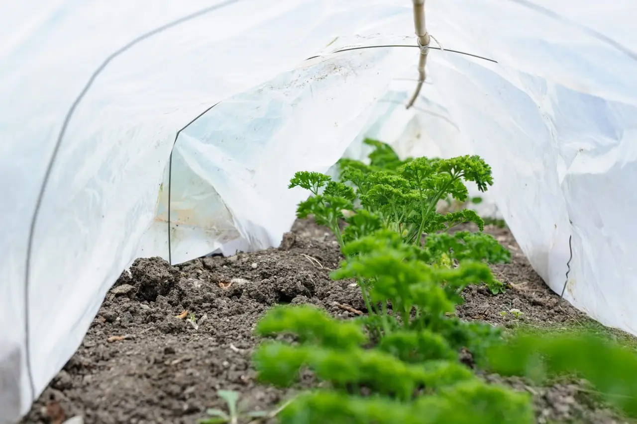 Le coperture fai da te: ecco il trucco per proteggere le piante dalla pioggia