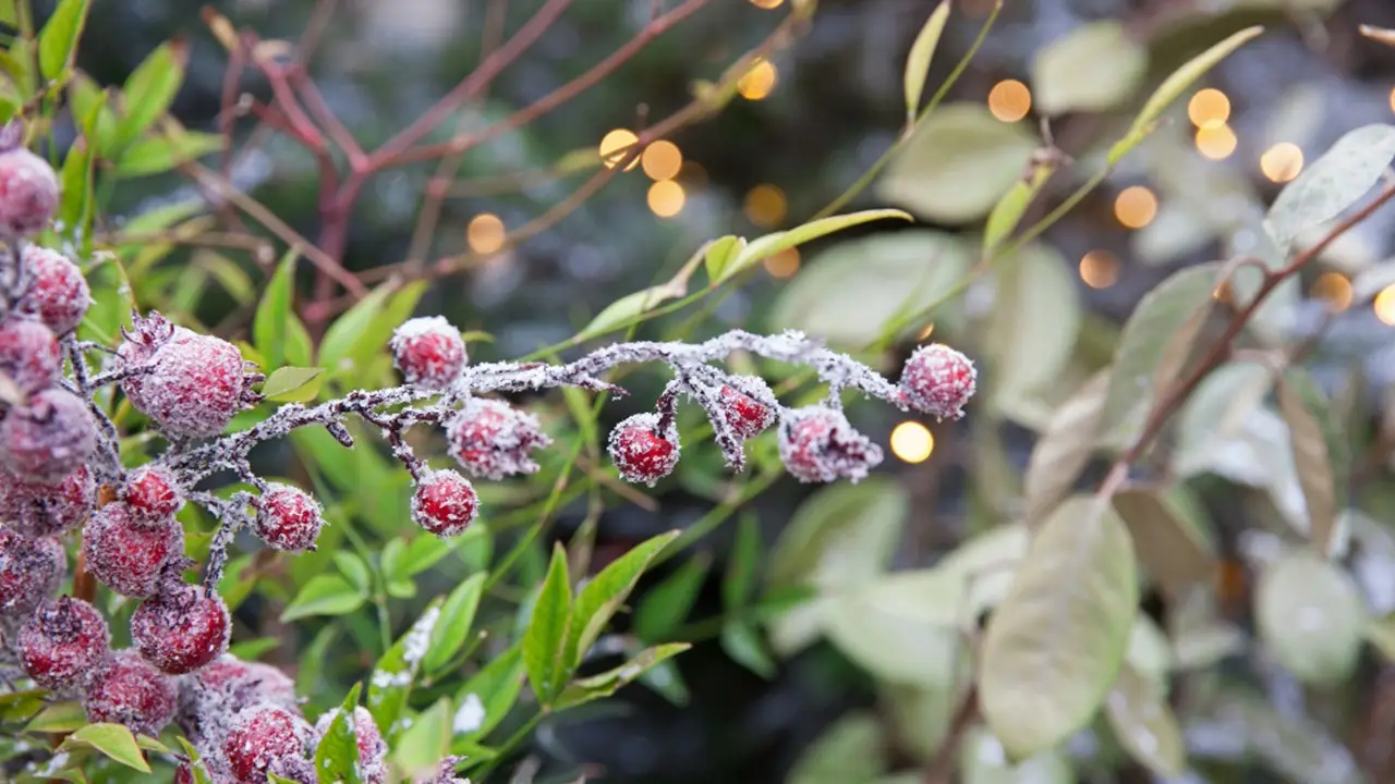 Quanto costa creare un giardino d’inverno? Ecco la cifra che devi conoscere