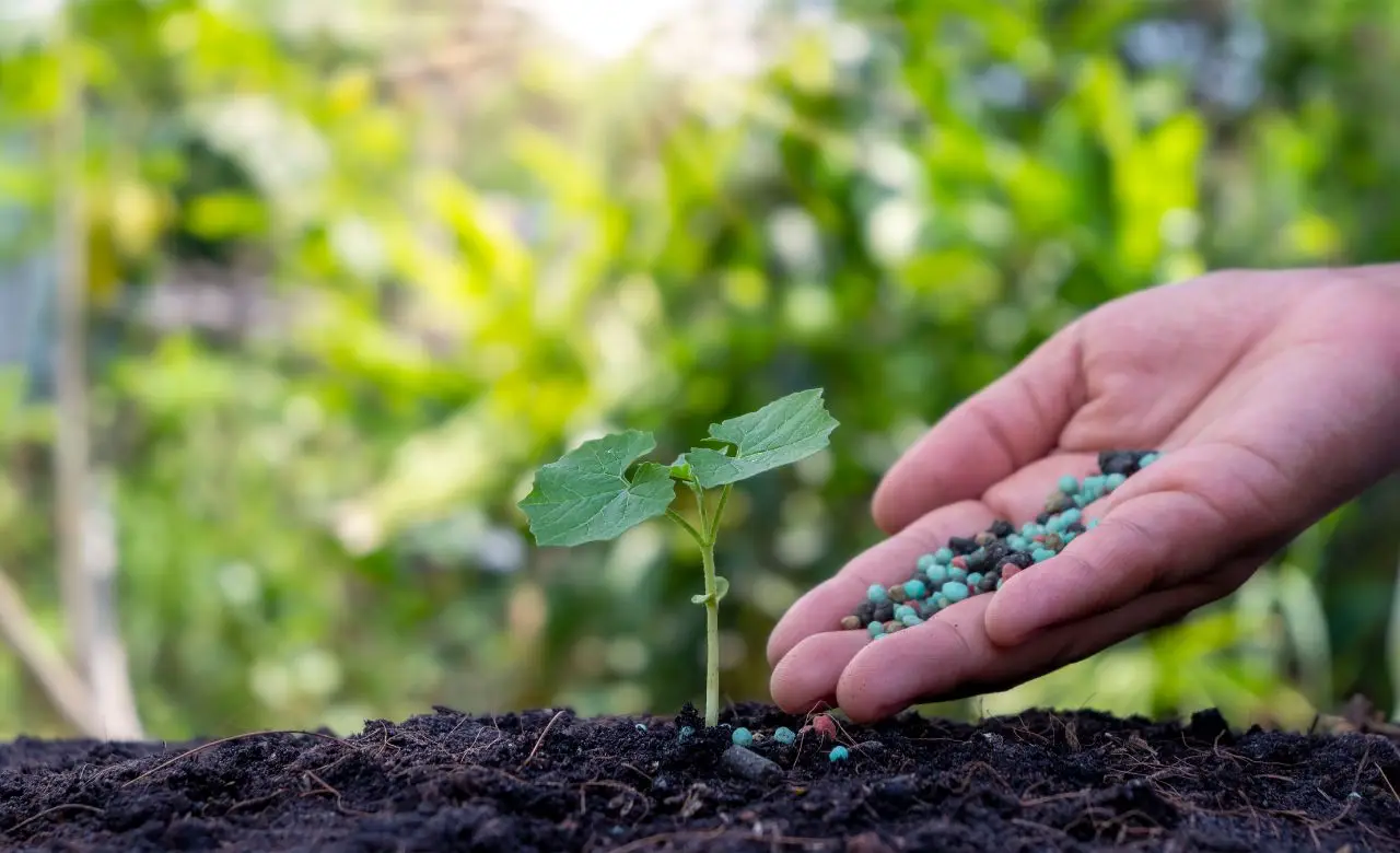 Quando dare il fertilizzante al prato: il periodo esatto e i consigli dell’esperto