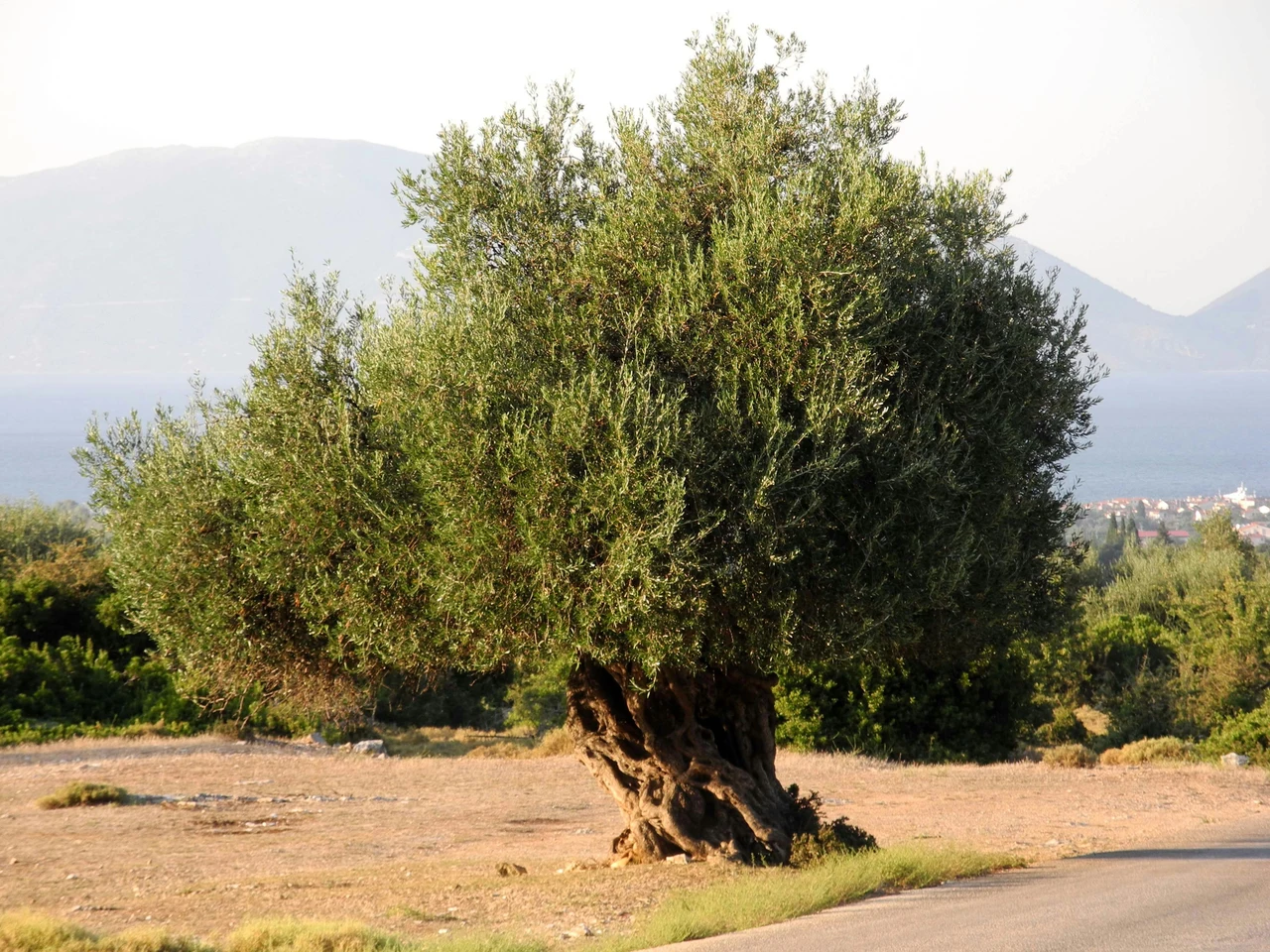 Alla scoperta della Quercia Palmer: ecco dove si nasconde questa meraviglia secolare