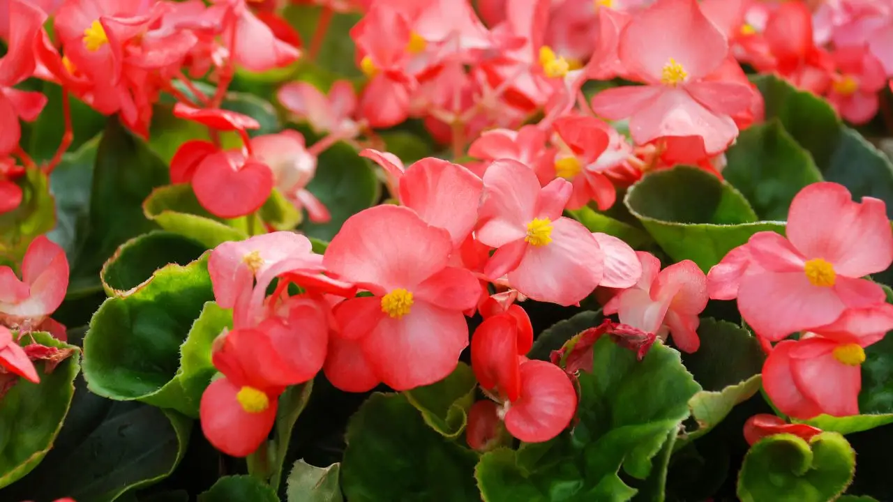 Begonie al sole cocente? Ecco le varietà che resistono anche in piena estate senza soffrire