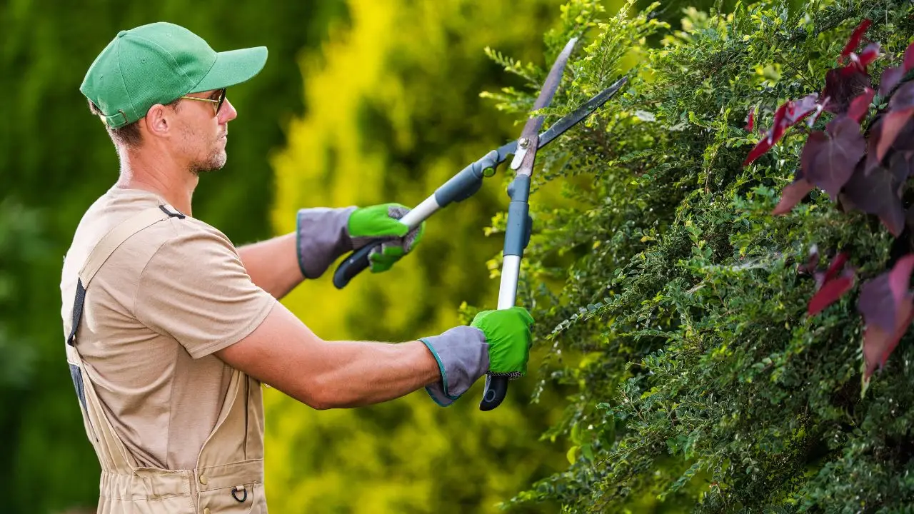 Come diventare giardiniere professionista: l’attrezzatura indispensabile per iniziare subito