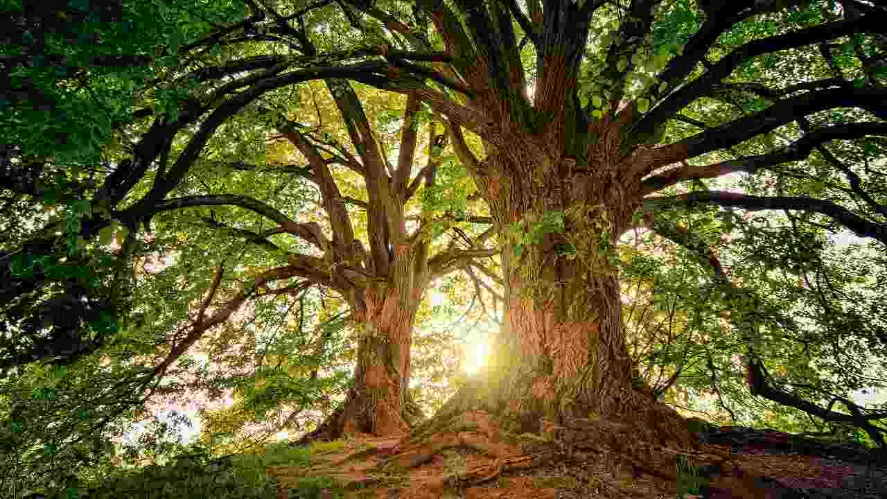 Il lavoro che unisce creatività e natura: ecco il percorso sorprendente per diventare architetto del paesaggio