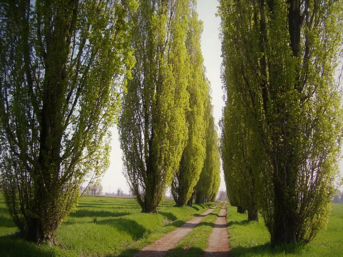 Il significato nascosto degli alberi piantati nei cimiteri: ecco perché si scelgono sempre questi