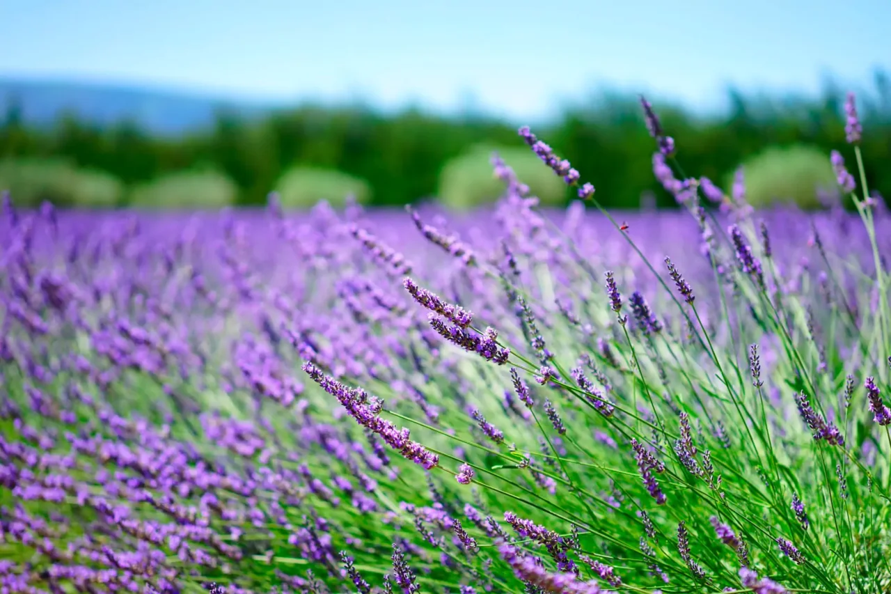 Quante volte fiorisce la lavanda ogni anno: la risposta ti sorprenderà