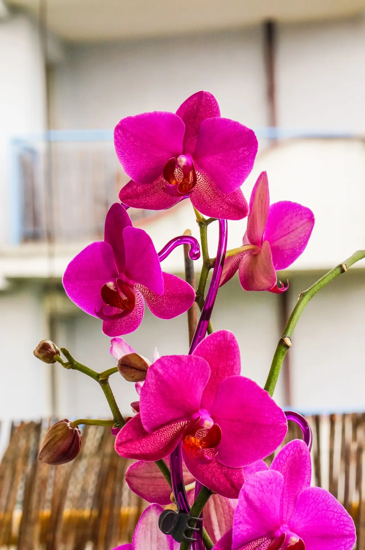 Vuoi un’orchidea indistruttibile? Ecco la varietà che resiste a tutto e fiorisce sempre