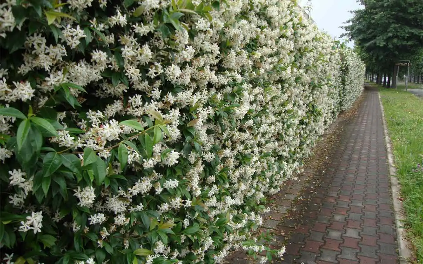 Il trucco semplice per coprire il balcone con le piante e avere privacy senza spendere troppo