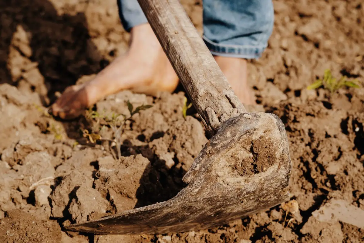 Non solo contadino: ecco i nomi e le differenze tra chi lavora la terra che non conoscevi