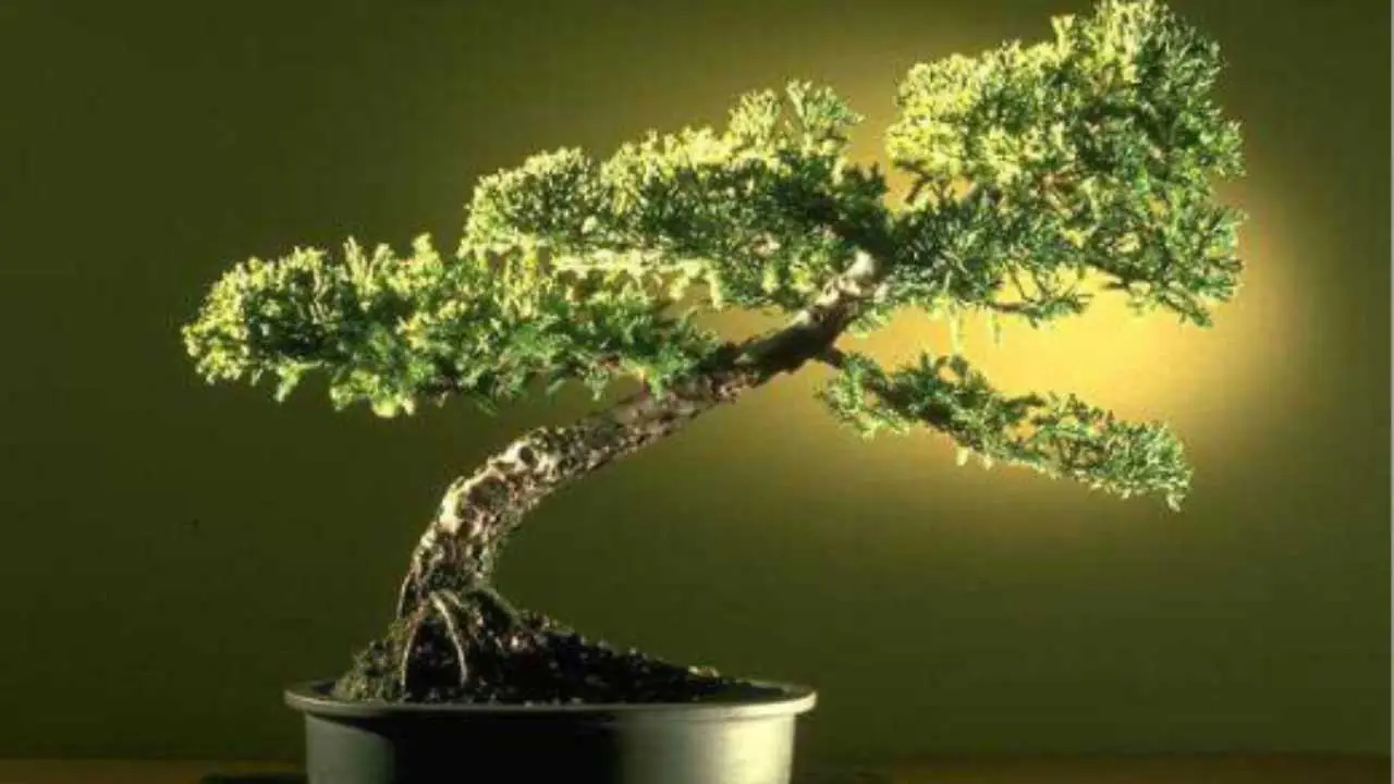 La pianta che vive senza terra né acqua: ecco l’incredibile segreto dell’arredamento naturale