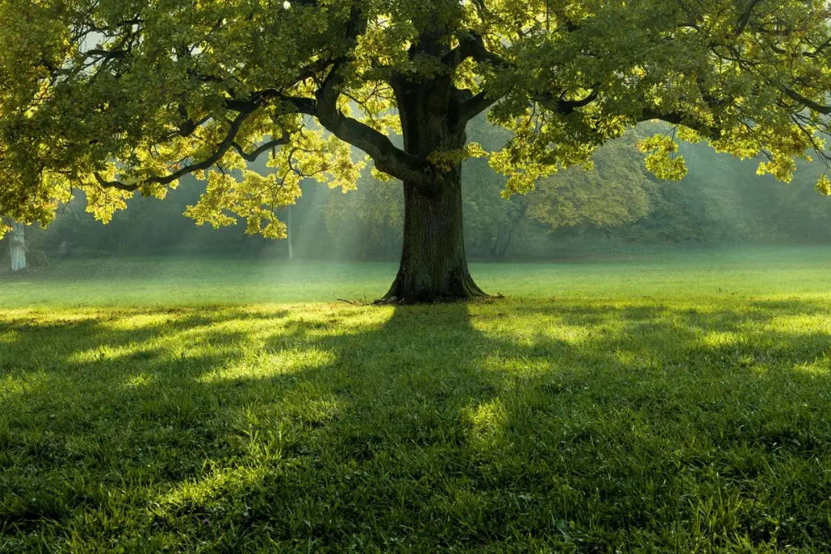 Pianta questo albero in giardino: il suo profumo batte mille fiori e tiene lontani gli insetti