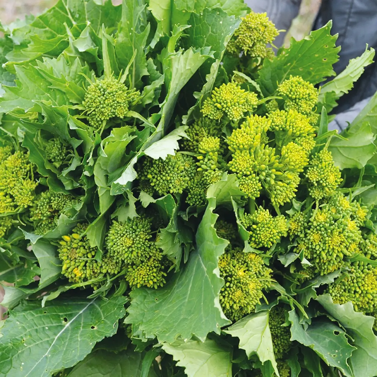 Non è solo una pianta decorativa: ecco perché dovresti avere subito questo cavolo in giardino