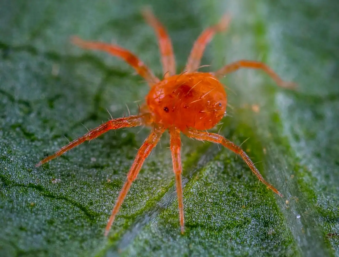 Allarme parassita ragnetto sulle piante: ecco cosa succede e come eliminarlo immediatamente