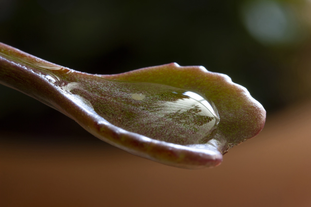Usi l’idrogel per non annaffiare le piante? Ecco come funziona davvero e se fa male