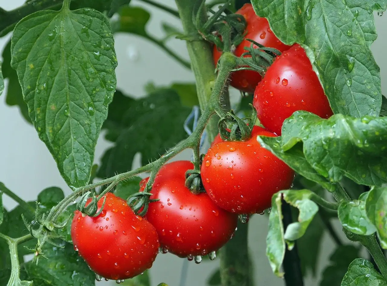 Stai annaffiando troppo i pomodori: ecco il numero esatto di volte per farli crescere perfetti