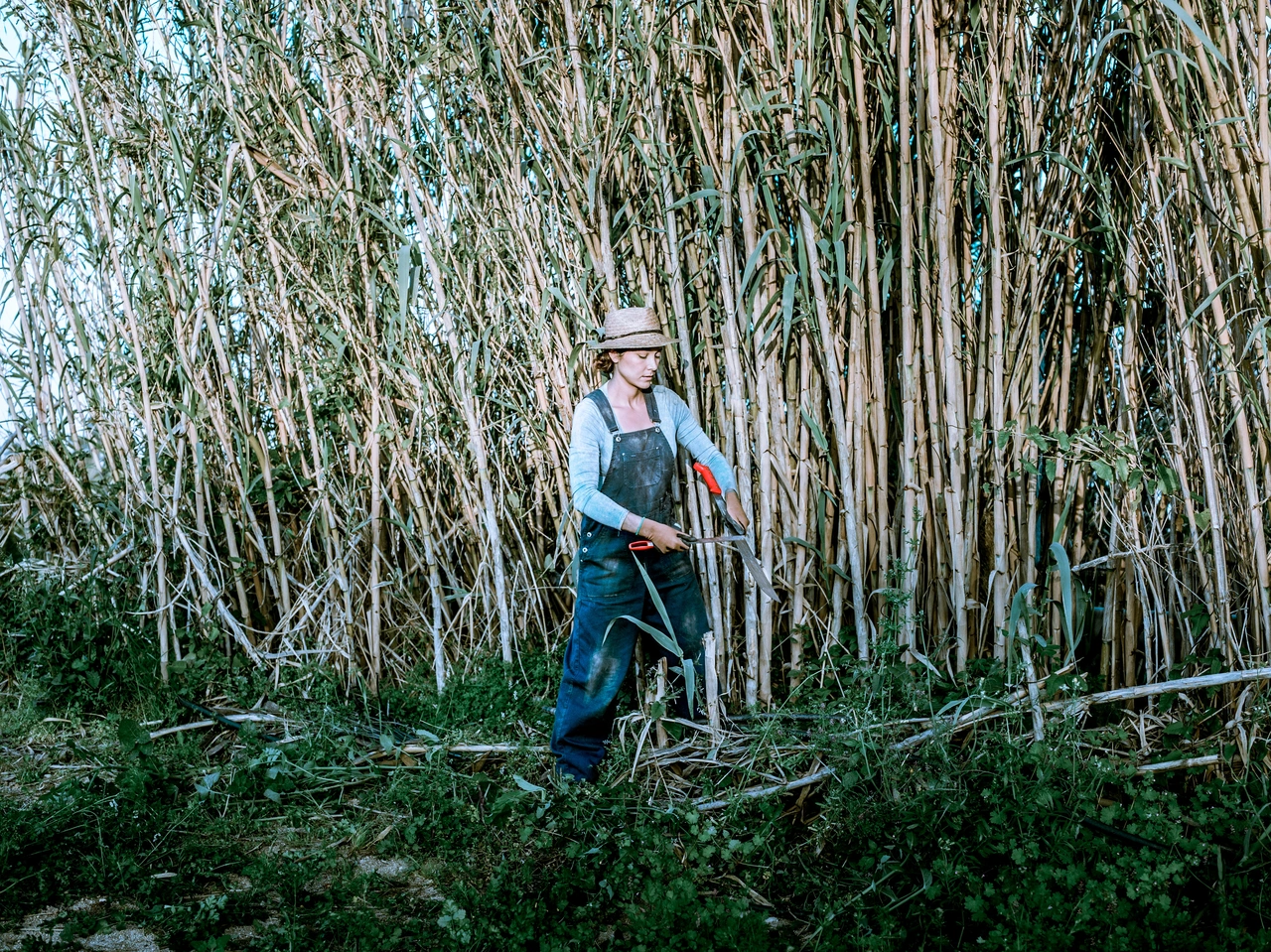 Canne infestanti nel terreno? Ecco il metodo definitivo per bloccarne la crescita