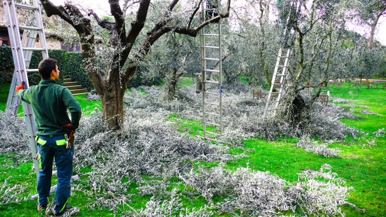 Hai un grande albero da potare? Ecco i costi reali che le aziende non ti dicono
