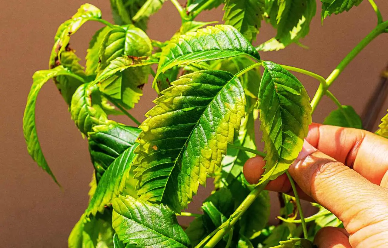 Le tue piante hanno foglie rovinate? Ecco l’insetto microscopico che le sta uccidendo