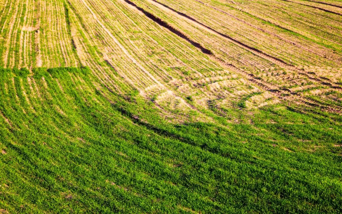 Quanto costa un’ora di trinciatura dell’erba? Ecco le tariffe 2025
