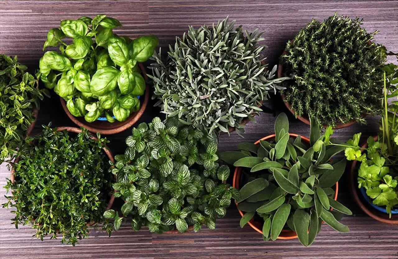 Quali sono le erbe aromatiche perenni? Ecco la lista completa