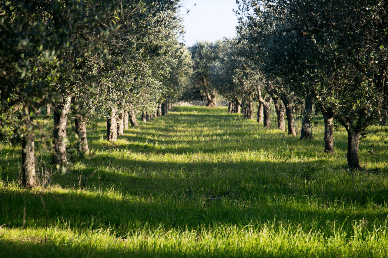 Piante sempreverdi: ecco la verità sulla loro resistenza e quali sono le più belle per il tuo giardino