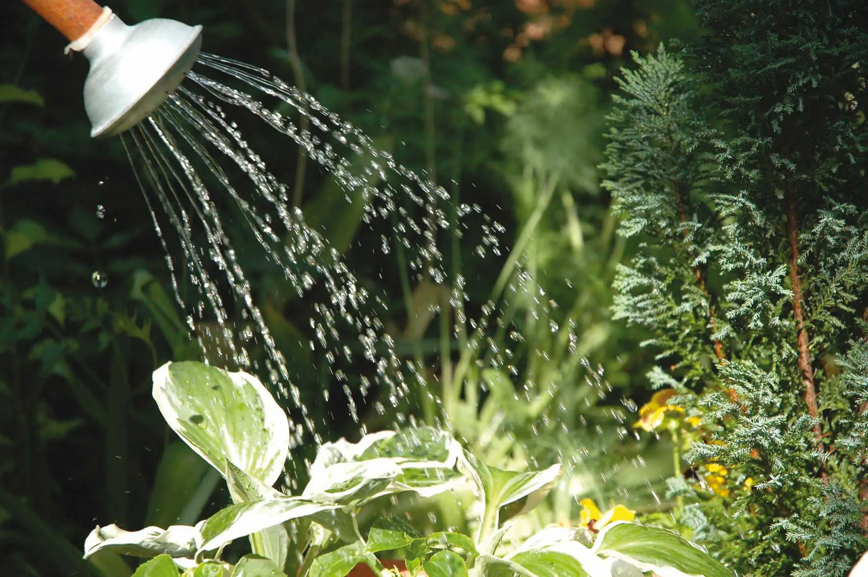 Il trucco geniale per riempire l’annaffiatoio anche se la palla è troppo piccola