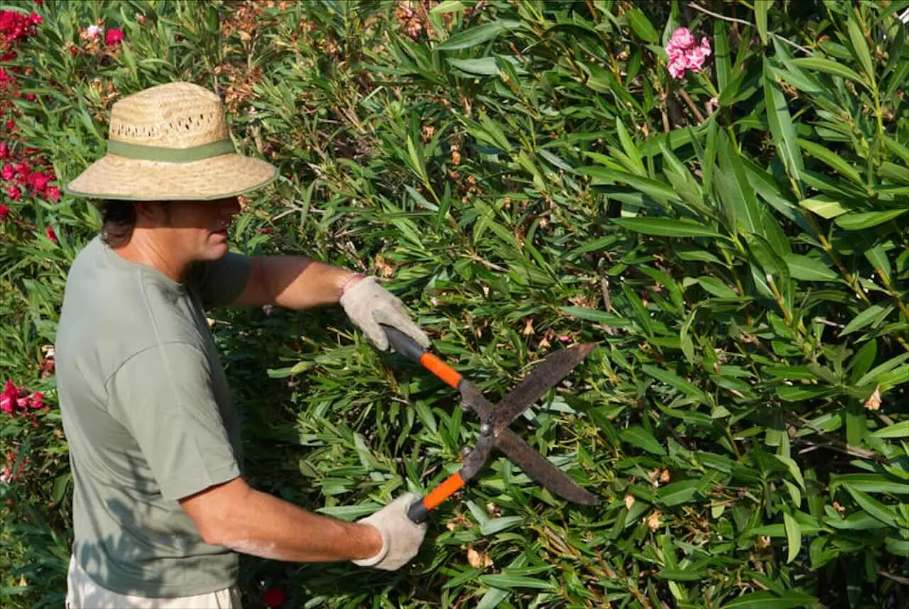 Il segreto nascosto dei giardinieri professionisti per far crescere le piante più sane e forti