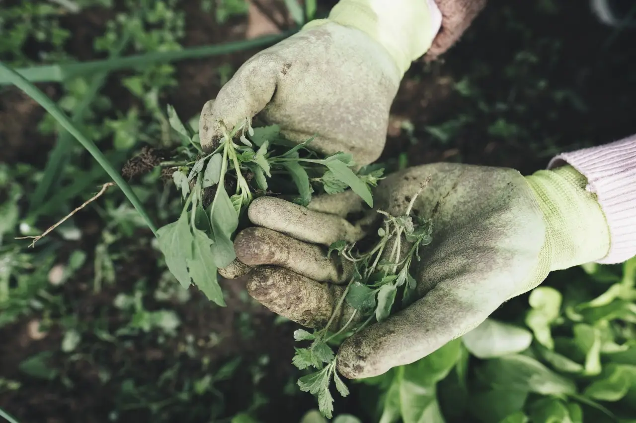 Stanco di sradicare le erbacce? Ecco le piante tappezzanti per coprire il terreno senza manutenzione