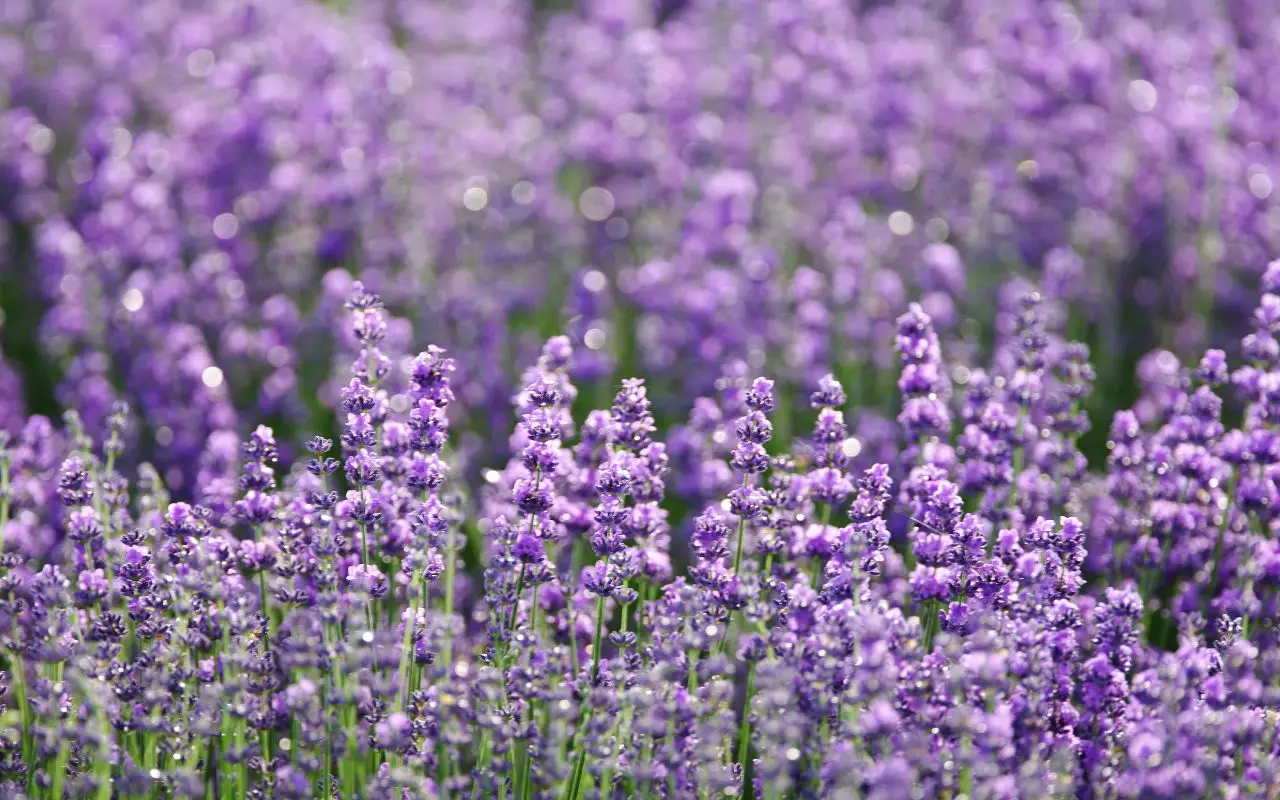L’errore che fanno tutti quando coltivano la lavanda in vaso e che la fa morire subito