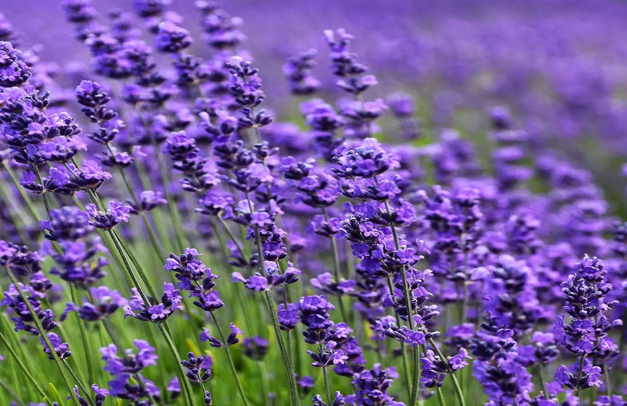La tua pianta di lavanda muore dopo pochi anni? Ecco il trucco per farla durare a lungo