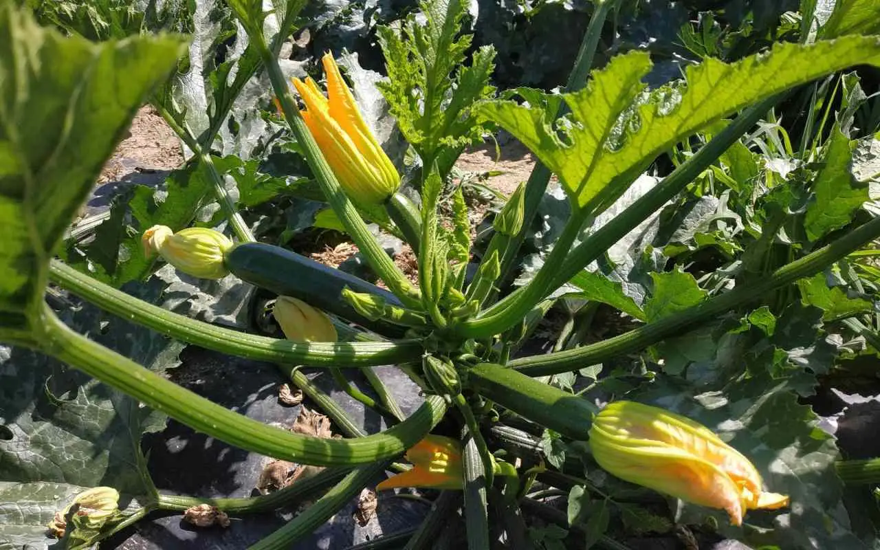 Le tue zucchine non producono? Ecco quante ore di sole hanno davvero bisogno