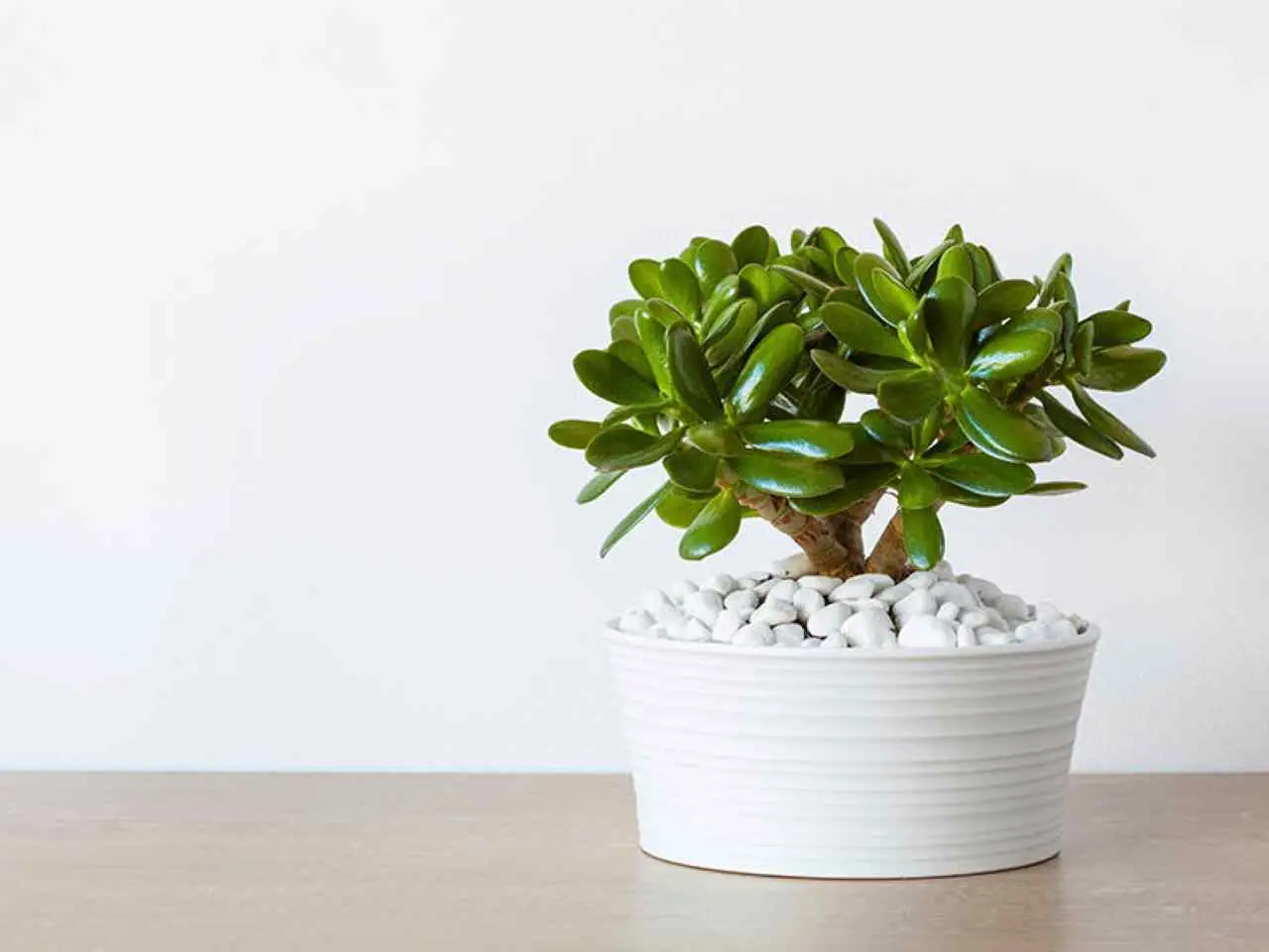 Come si chiama la pianta grassa dei soldi? Ecco cosa dice il feng shui