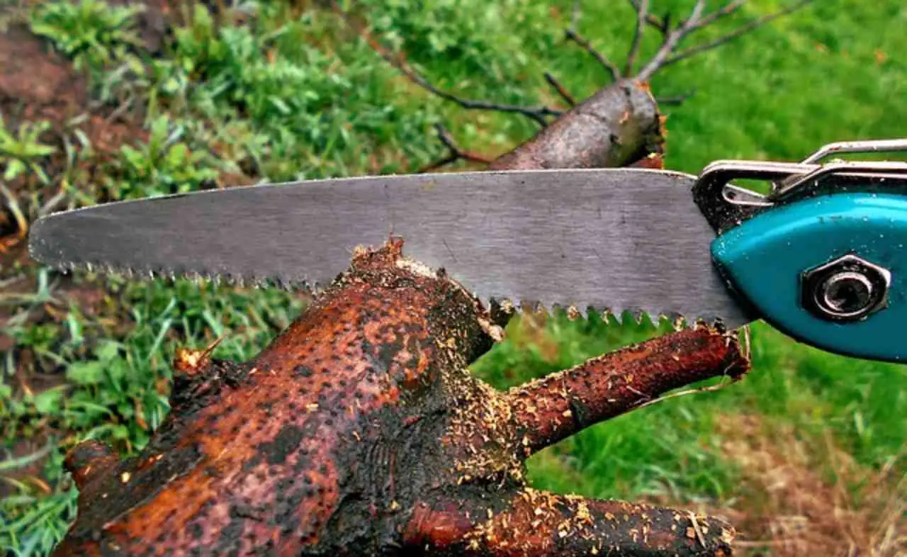 Non solo la solita sega: ecco l’attrezzo indispensabile per tagliare il legno alla perfezione