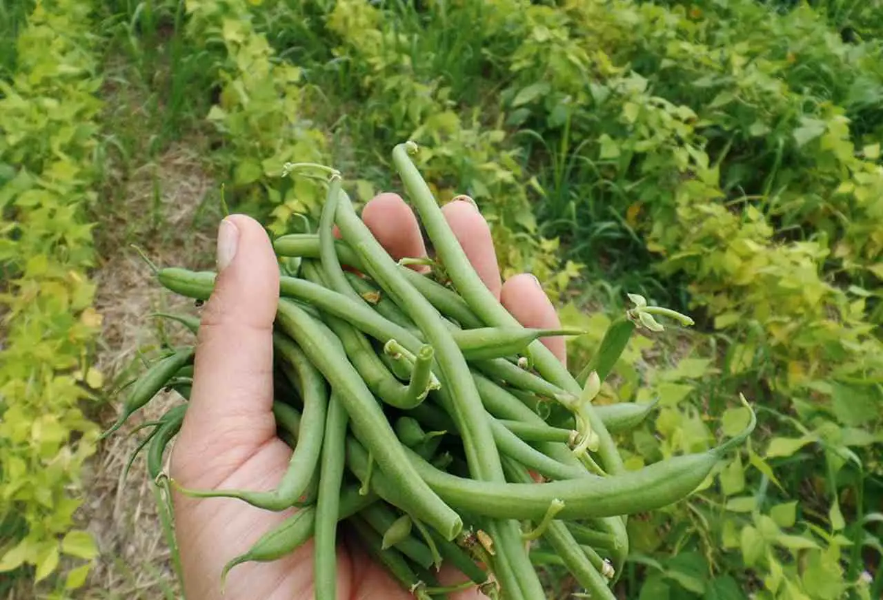 Non piantare i fagiolini in questo modo o non nasceranno: ecco l’errore comune