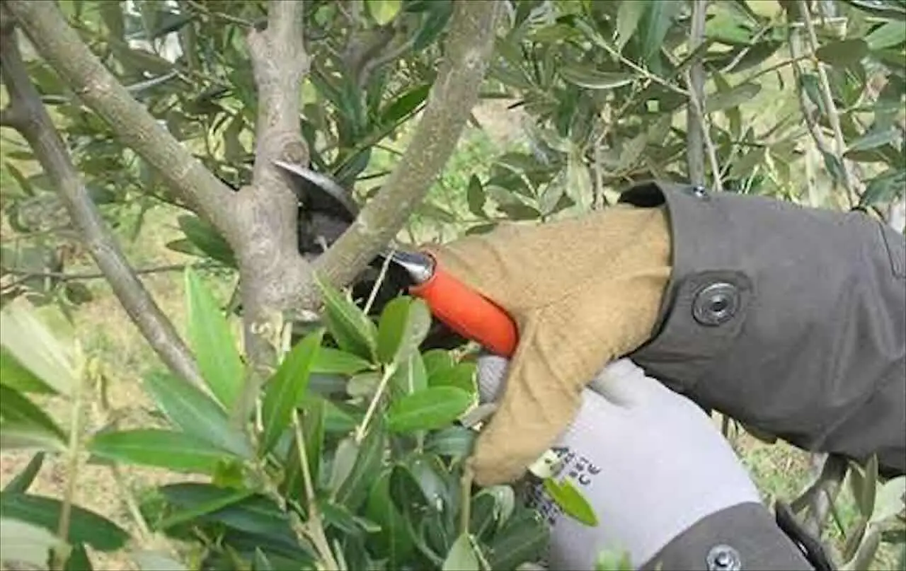 Non potare gli alberi alti senza questi attrezzi: rischi grosso e il lavoro viene male