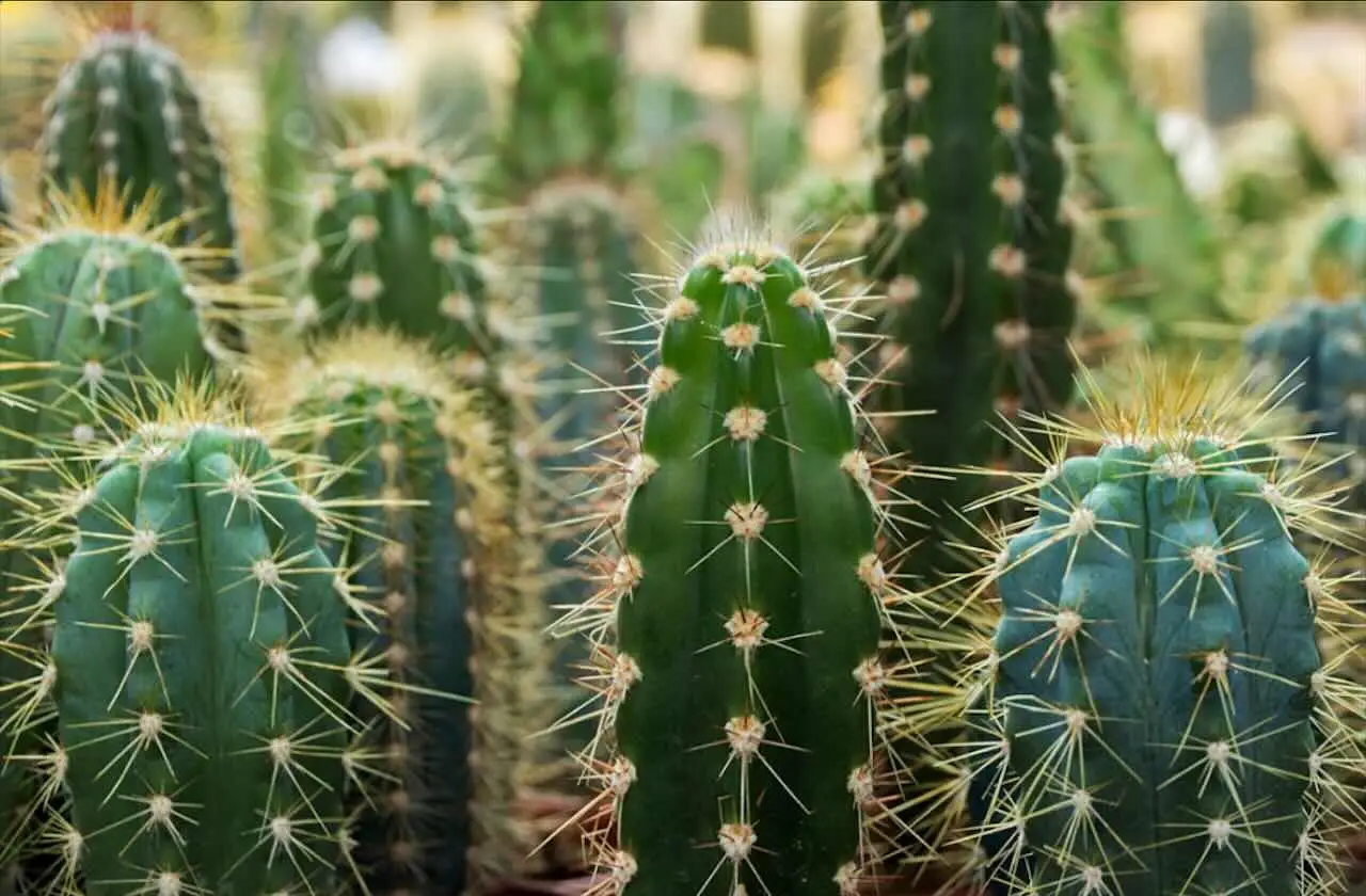 Ecco il cactus più raro e costoso del mondo: la sua forma strabiliante ti sorprenderà