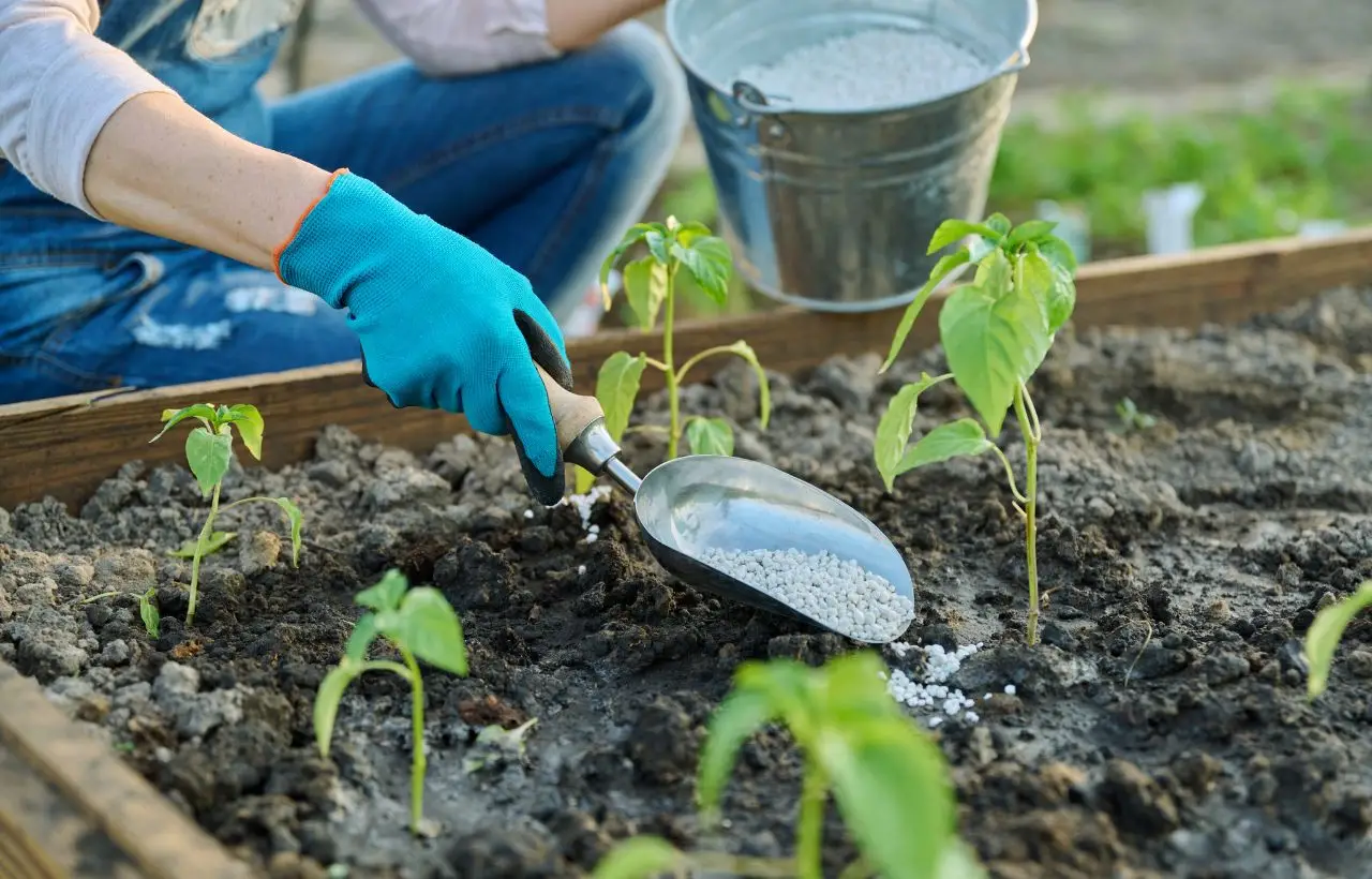 Hai sempre usato male il concime naturale: ecco come sfruttare l’humus di lombrico per un raccolto triplo