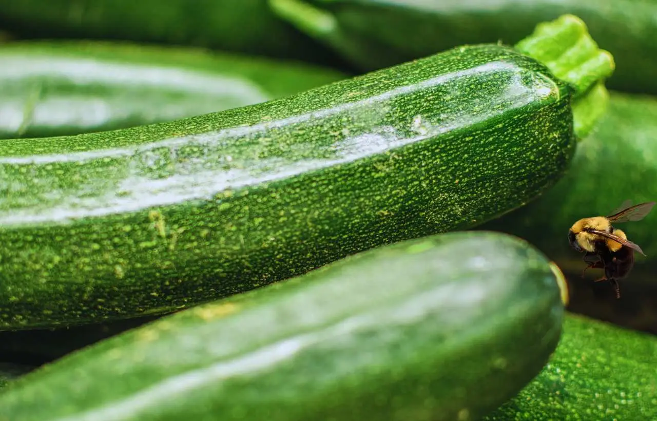 Non innaffiare le zucchine ogni giorno: ecco l’errore che compromette il raccolto e la frequenza giusta