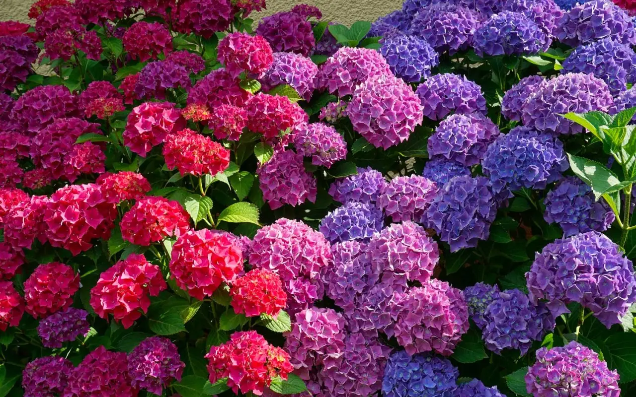 Le tue ortensie soffrono il sole? Ecco il trucco per salvare i loro fiori