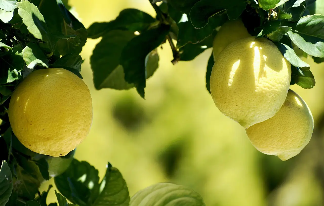 Il tuo limone non fa frutti? Ecco il concime naturale fai da te che lo fa esplodere