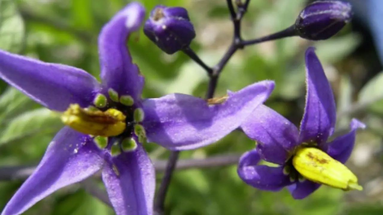 Il fiore più strano del mondo: quando lo vedi cambi idea sulla bellezza della natura