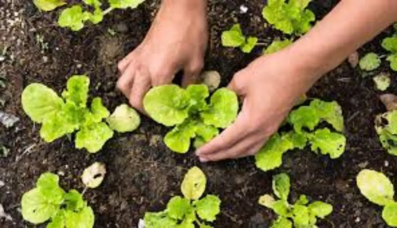 Paesaggista: la persona che studia e riprogetta il paesaggio
